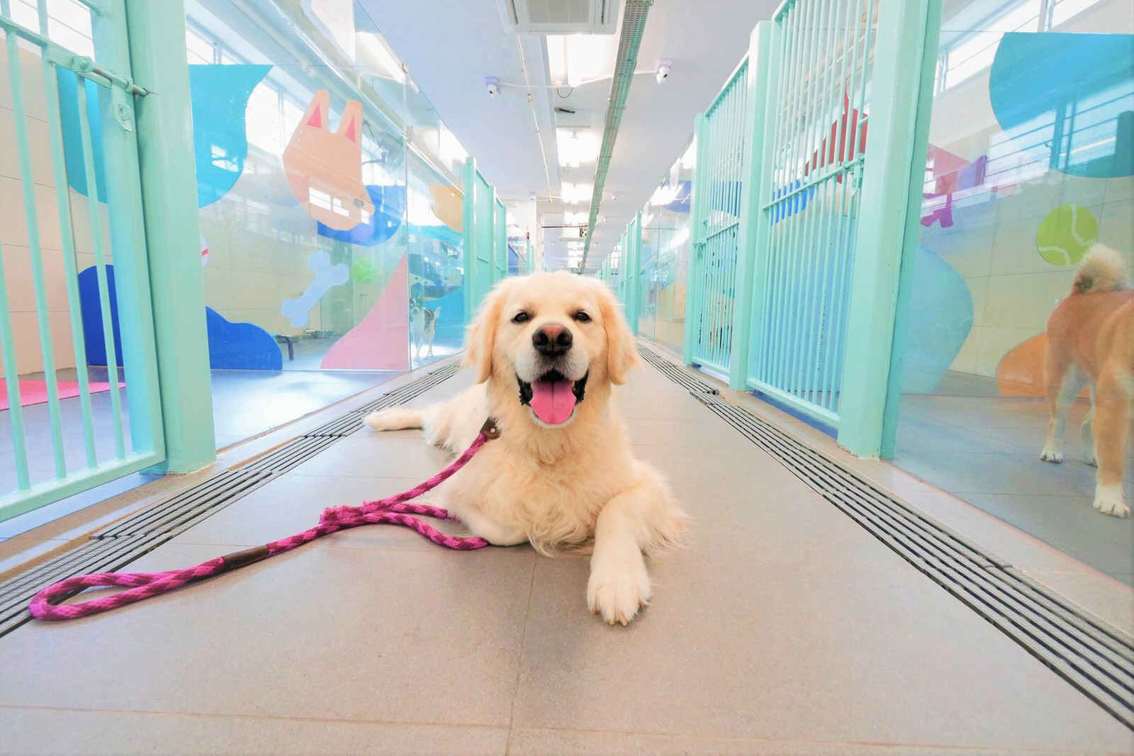pet boarding singapore