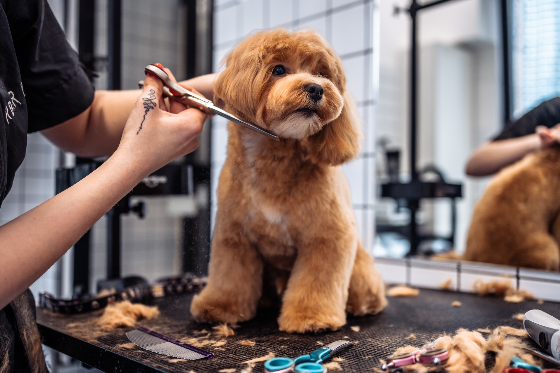 pet grooming singapore